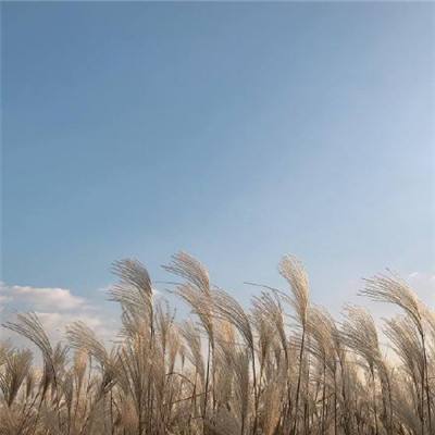 河北：夏粮长势良好小麦丰收在望